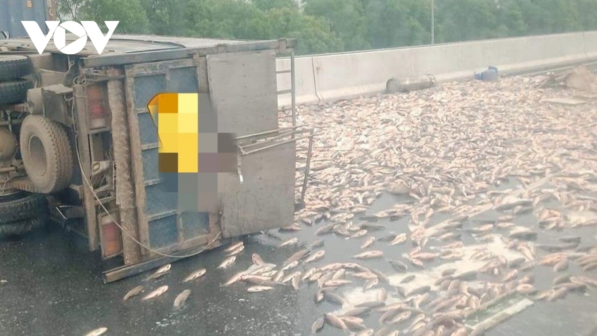 Xe tải lật trên cao tốc Hà Nội - Hải Phòng, cá đổ tràn trắng đường